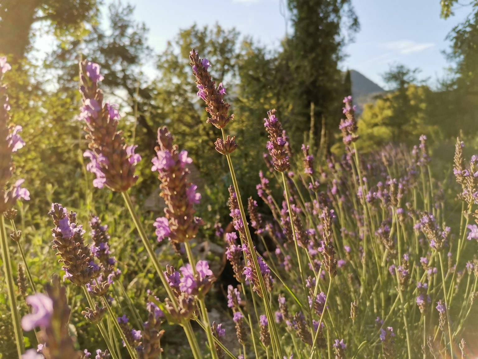 Lavandes Bulles d'Olive