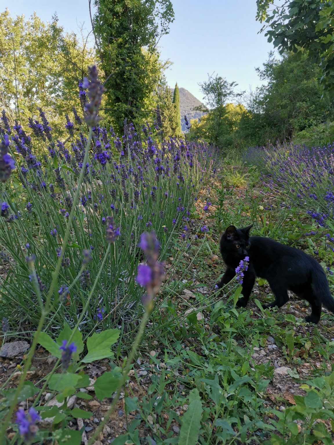 Pistou dans les lavandes