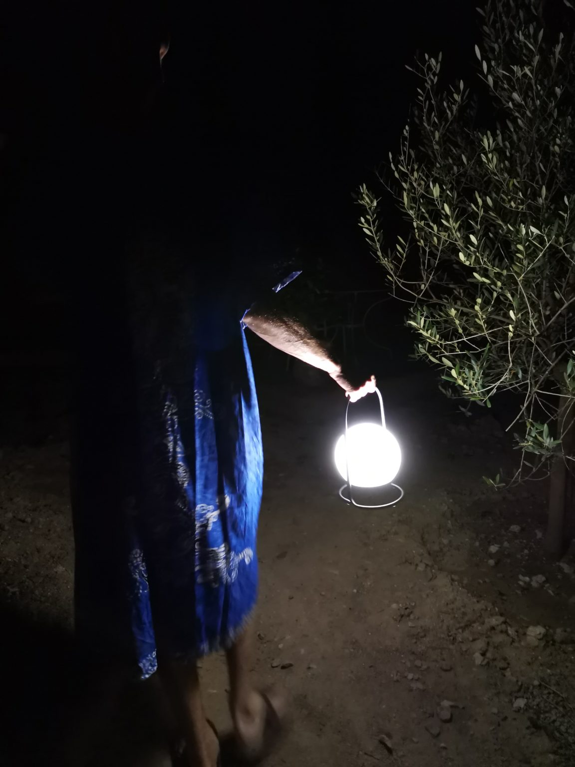Un marcheur se déplace avec une lampe vers un olivier