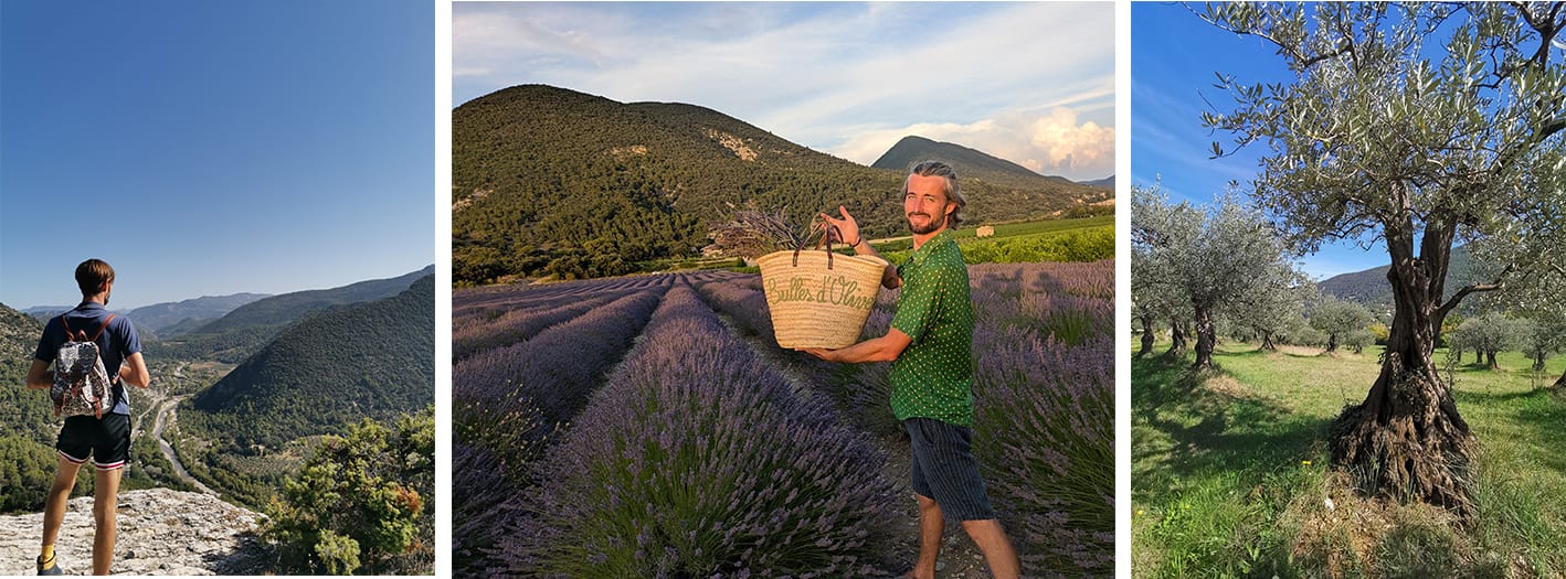Quoi faire à Nyons : randonnée et balade dans les lavandes ou les oliviers