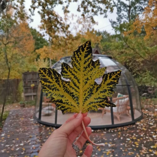 vacances de la toussaint